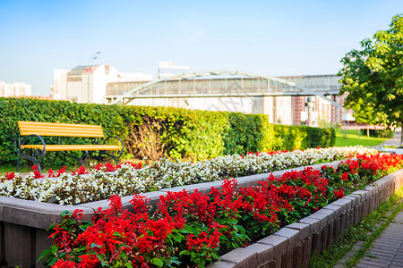 城市花坛的红白花图片