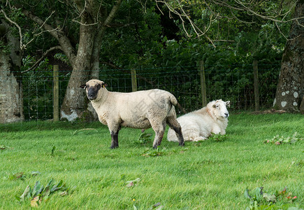 从Shropshire羊群繁殖到Wels图片