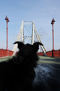 狗看着基辅桥图片