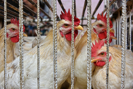 在一个笼子里的鸡可以出售背景图片