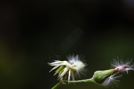 蒲公英花背景自然背景图片