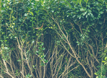灌木常绿黄杨木秋天公园里的绿篱图片