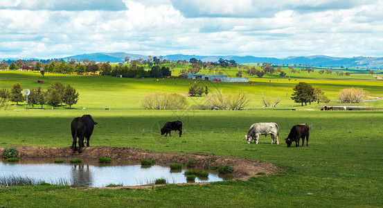 澳大利亚乡村的奶牛场图片