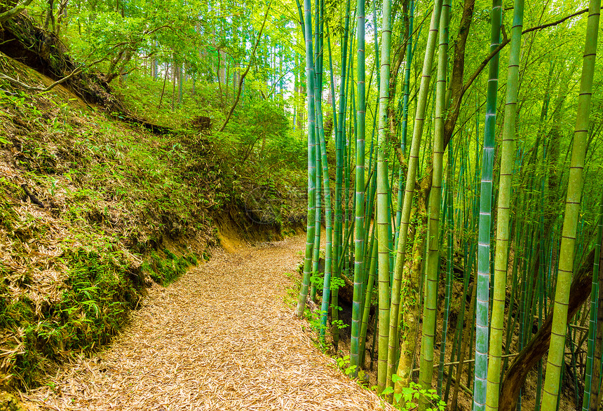 绿竹林沿着绿竹林的精美生锈的泥土足迹图片