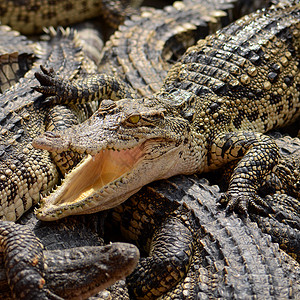 淡水鳄鱼siames鳄鱼Crocodylussiam图片