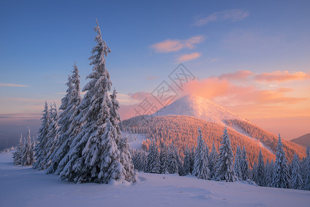 雪地里有枞树的圣诞景观山里的冬天美丽的夕阳与红图片