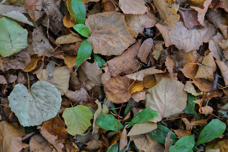 树木和植物的秋天落叶质地图片