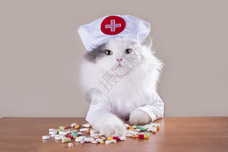 穿医生西装的猫给药图片