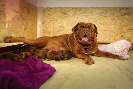 哺乳期母犬DoguedeBordeaux图片
