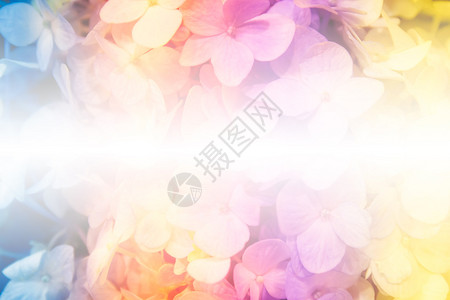 彩色效果风格的绣球花焦点柔和背景图片