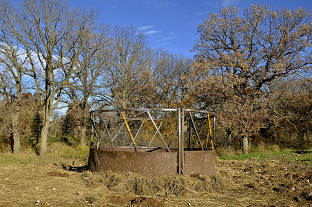 在牧场或饲养场的地上散落着干草的老牛喂食器背景图片
