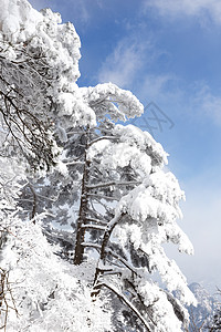 黄山雪景图片