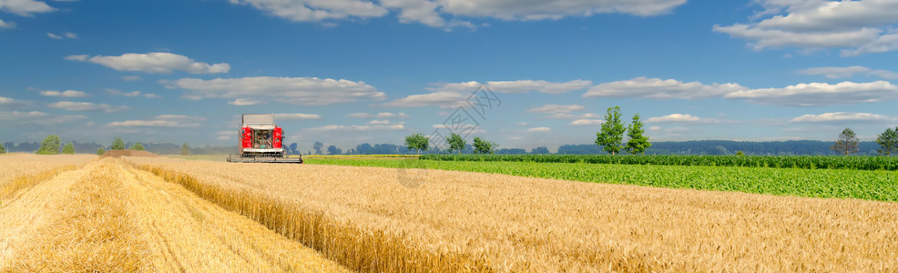 在阳光明媚的夏日收获者在农业图片