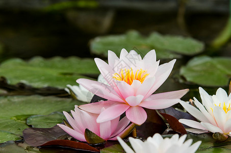 水百合花在湖图片