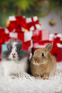 带兔子的可爱兔子圣诞图片