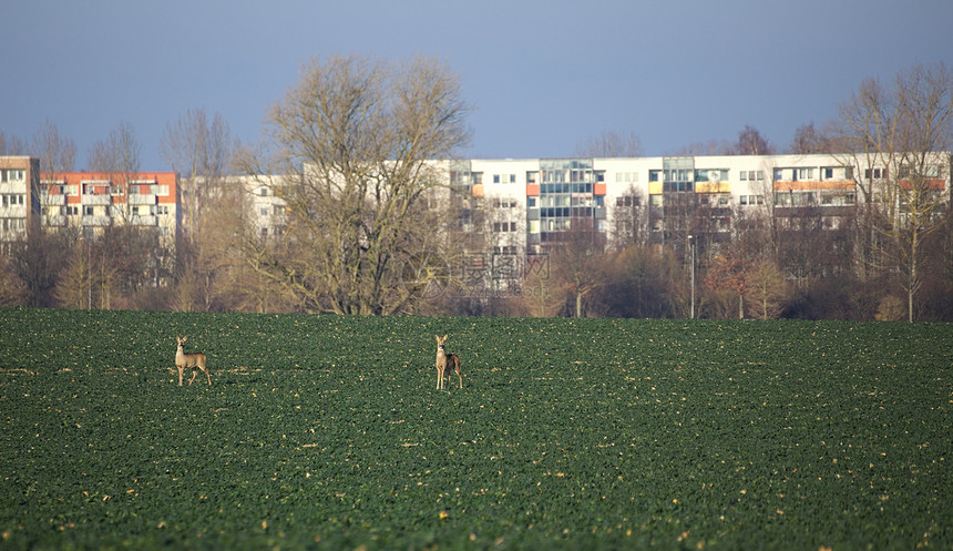 RoedeerCapreoluscapreolus夫妇在德国Greifswald郊区前的图片
