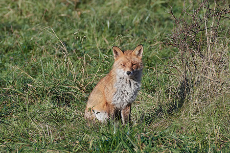 赤狐在自然栖息地里坐在草图片