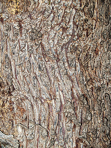 灰色树皮的自然纹理图片