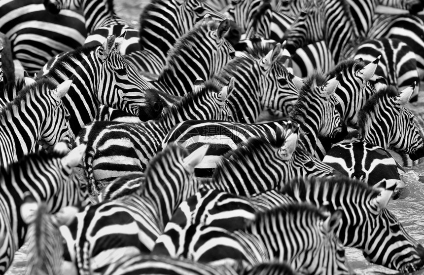 马赛拉野生非洲非洲野生动物自然栖息地动物大迁徙图片