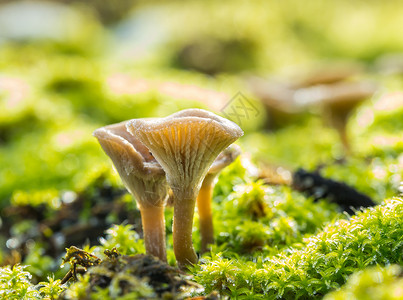 生长在绿色苔藓中的小森林蘑菇自然宏图片