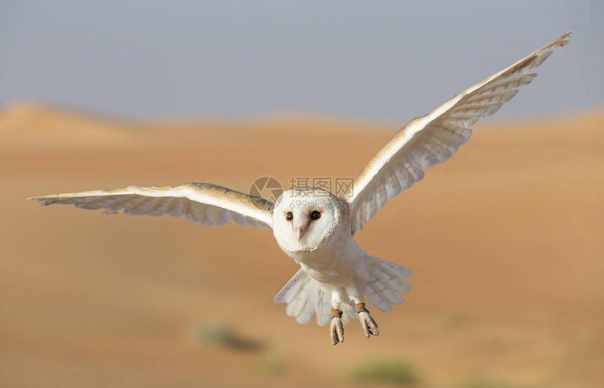 在阿拉伯联合酋长国迪拜附近的沙漠中飞行的猫头鹰B图片