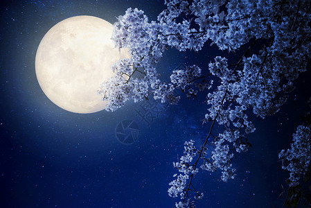 美丽的樱花sakura鲜花与银河星在夜空中满月复古风格的艺术作品图片