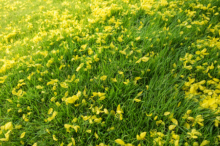 金黄色的花落在草地上图片