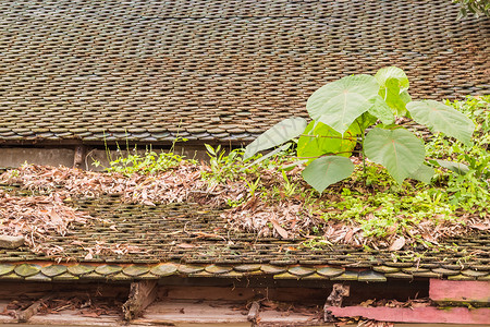 老屋顶上的嫩芽近距离观察背景图片