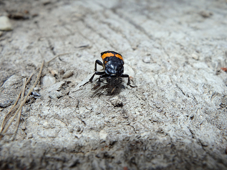 埋葬甲虫腐肉甲虫图片