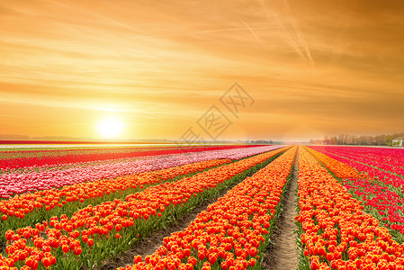 荷兰郁金香景观与荷兰阳光图片
