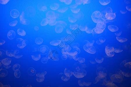 斑点水母水下场景图片