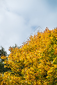 在森林或公园的天空背景上的黄叶秋树秋天的开始图片