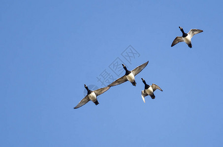 蓝天飞翔的四只环颈鸭图片