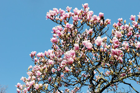粉白色的玉兰树在春天开花背景图片