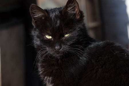 街上漂亮的黑猫闭嘴图片