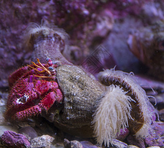 海葵寄居蟹虾DardanusPedunculatus图片
