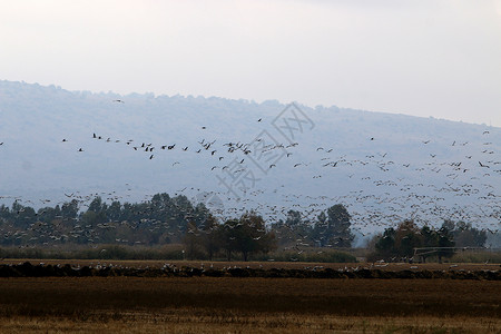 数以百万计的候鸟在秋季前往非洲的途中在呼拉湖停留背景图片