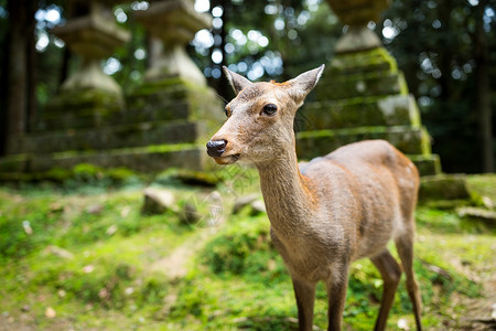日本小鹿在森林里图片