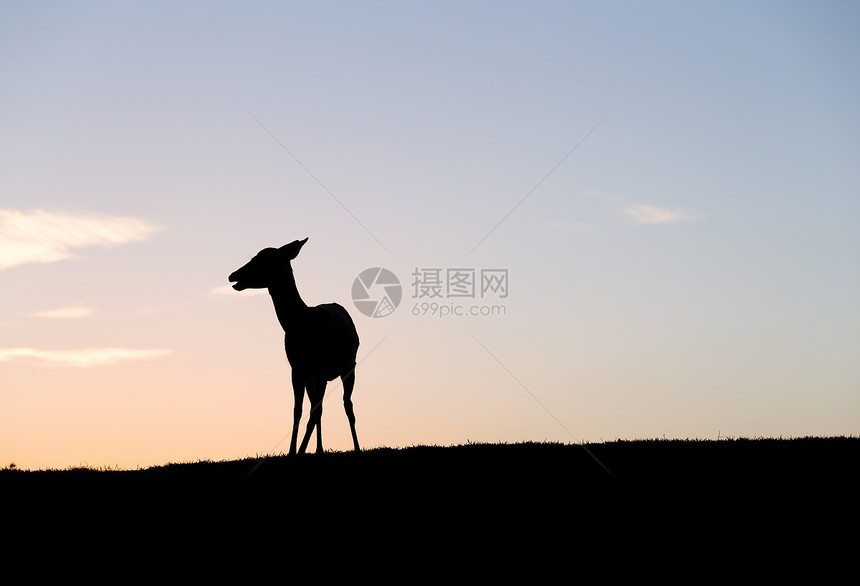 夕阳下鹿的剪影图片