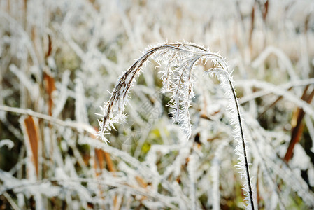 在冬天的时候芦苇上有霜晶体图片