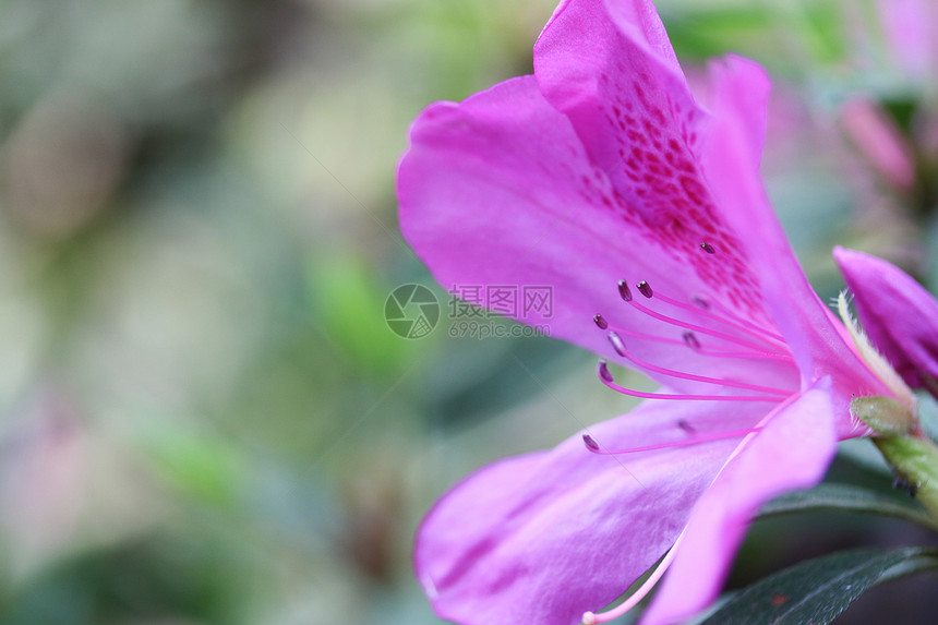 紫色博欣尼亚兰花树背景模糊选图片