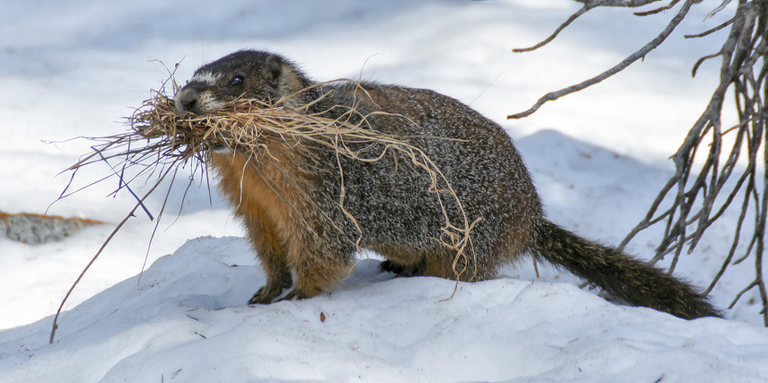 Marmot携带着草地沿着洞穴走去取暖和舒适美国加利福尼亚州ElDorado县图片