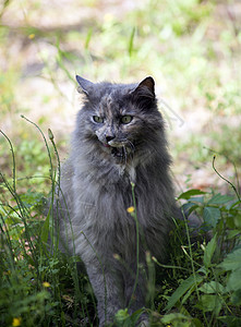 坐在绿色草坪上的灰猫图片