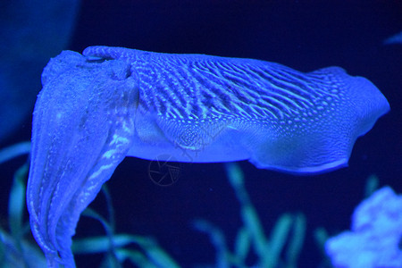 墨鱼在水族馆的水中图片