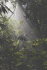 在斯里兰克的雨林中阳光图片