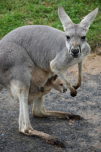 野生澳大利亚图片