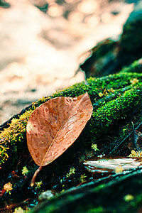 落下彩色的叶子沉落在覆盖着岩石的苔上图片