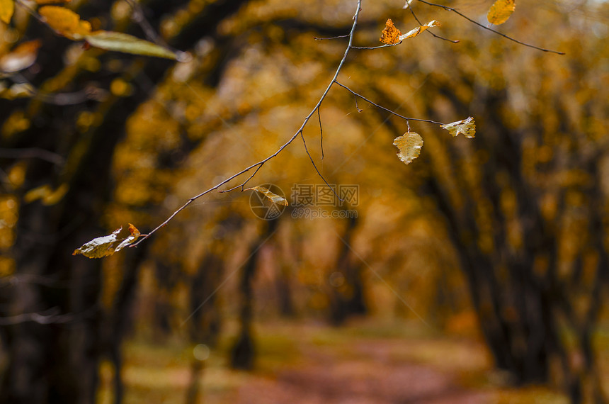 林中金秋的美丽风景模糊在前平面和人行道上有一枝树带着秋叶坠落的迷人画面图片