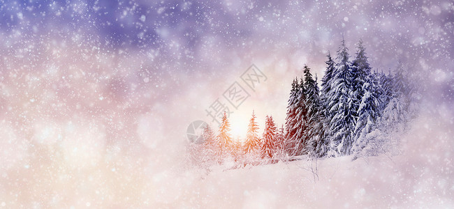 冬季背景有雪树和雪花图片