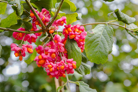 欧洲脊椎花EuonymusEuro图片